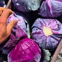 فروش سیب زمینی پیازکلم پیچ‌قرمزسفیدصادراتی|عمده‌فروشی|اقلید, |دیوار