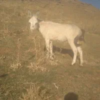 الاغ جوان