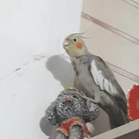 عروس هلندی|پرنده|خرمشهر, |دیوار