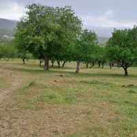 فروش باغ بادام سرابی