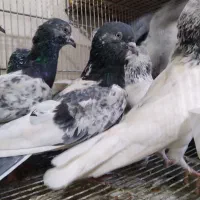 کبوتر شیخی|پرنده|بندر ماهشهر, |دیوار