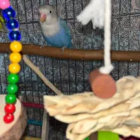 کوتوله برزیلی گمشده ایذه خیابان مدرس|حیوانات|ایذه, |دیوار