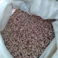 لوبیا چیتی