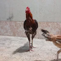 خروس|حیوانات مزرعه|رودان, |دیوار