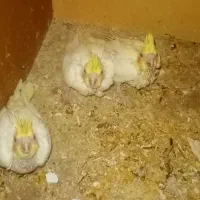 عروس هلندی لوتینو  سرلاکی