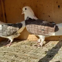 کبوتر معاوضه با سهره|پرنده|تهران, وحیدیه|دیوار