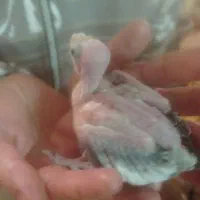 جوجه عروس سرلاکی