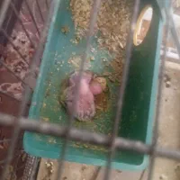 فروش یک جفت مرغ عشق مولد نژاد دار با 2تا جوجه|پرنده|مهدی شهر, |دیوار