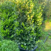 یاس هلندی جعبه۴۰