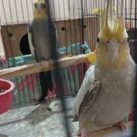 ۳عدد عروس هلندی