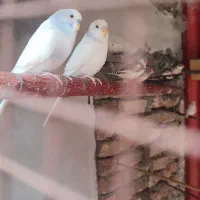 مرغ عشق مولد با جوجه|پرنده|پارسآباد, |دیوار