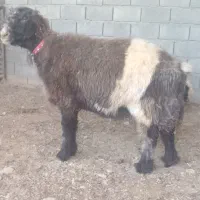 میش و بز بره بزغاله