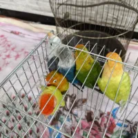 طوطی لاو برد|پرنده|چرام, |دیوار