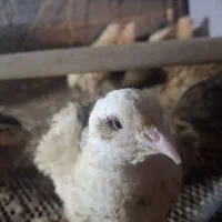 بلدرچین سفید