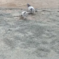 دو عدد کبوتر شقشقی|پرنده|سیوان, |دیوار