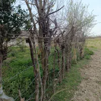 زمین مسکونی ویو ابدی|فروش زمین و ملک کلنگی|ماکلوان, |دیوار