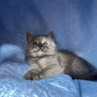 بچه گربه اسکاتیش و بریتیش ۲ ماهه