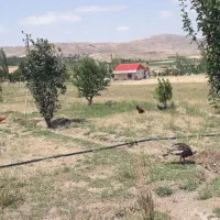 اجاره روزانه ویلا باغ
