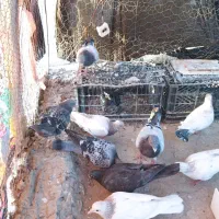 13 عدد کبوتر بفروش می رسد|پرنده|زهک, |دیوار