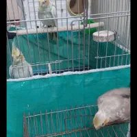 عروس هلندی جفت با جوجه