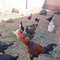 مرغ و خروس اوشامو آلمانی(لاری)