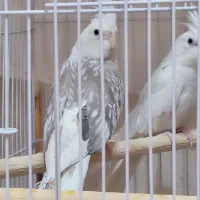 آلبینو دو کت طرح پروانه|پرنده|تهران, جمهوری|دیوار