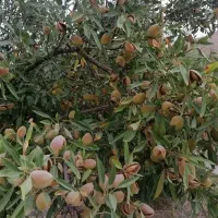 فروش فوری باغ|فروش زمین و ملک کلنگی|بوانات, |دیوار