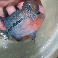 فروش ماهی فلاور سایز ده تا دوازده