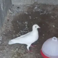 کبوتر پلاکی با پلاک