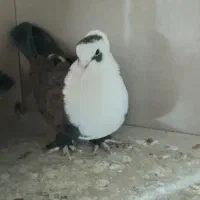 کفتر کل سفید ،کربلایی،پشتدار،پاکستانی،سرور معاوضه|پرنده|قنوات, |دیوار