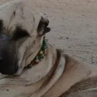 سلام سگ گم شده