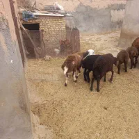بره نر سبک