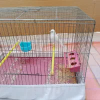 قناری نر وایت فکتور