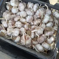 سیر بذری درجه یک کاملا تمیز و سورت شده