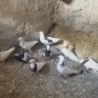 کبوتر پرشی