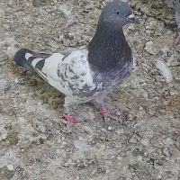 دوعدد گرفتنی