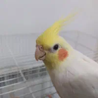 عروس هلندی|پرنده|قم, نیروگاه|دیوار