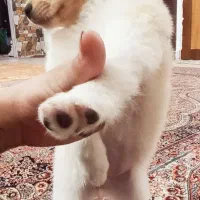 توله پامرانین خرسی|سگ|شاهین‌شهر, دهخدا|دیوار