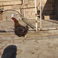 مرغ تخمگذار