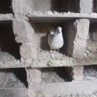 کفتر نر سفید