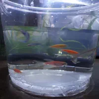 تعدادی ماهی آکواریوم|ماهی|قائم‌شهر, |دیوار