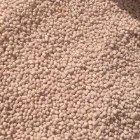فروش نخود سفید بذری عالی بوجاری شده