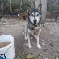 سگ هاسکی  فروش فوری