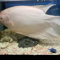 گورامی غول پیکر اسفرلنوس گوارامی پنکوسی کت|ماهی|کاشمر, |دیوار