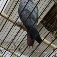 طوطی کاسکو فول اهلی.|پرنده|خوی, |دیوار