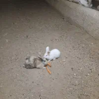 فروشی|موش و خرگوش|فامنین, |دیوار