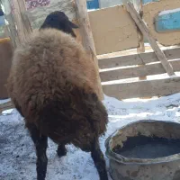 گوسفند شکم سوم ۴ماه بغاز
