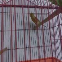 قناری نر دارچینی