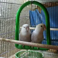 ۲ عدد کوتوله مارال سفید یاسی یک و نیم ساله|پرنده|قم, تولید دارو و یخچال|دیوار