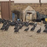 مرغ شاخ دار